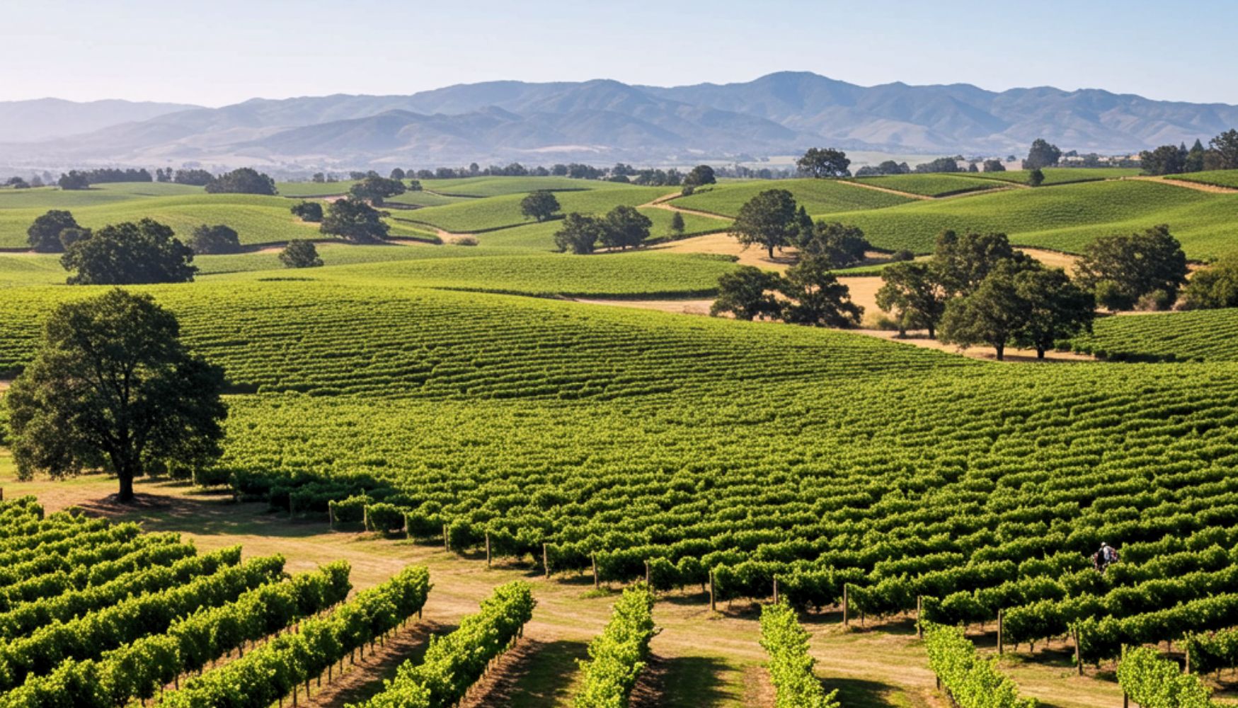 A spectacular Sonoma vineyard