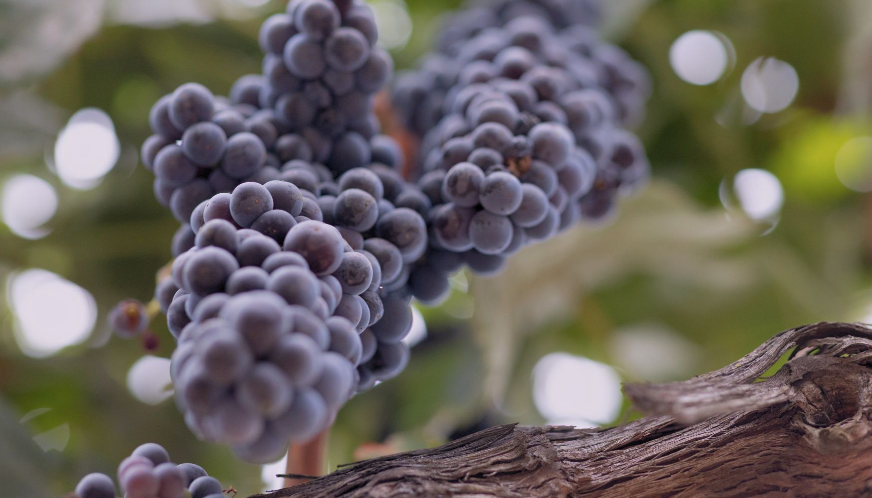 A Sonoma vineyard during harvest season